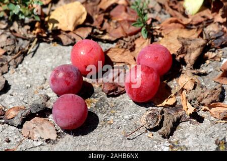 Cinque ripe rosso scuro plumes scesa al marciapiede in cemento circondato con secchi brown raggrinzito foglie in locale parco pubblico su caldo e soleggiato giorno di estate Foto Stock