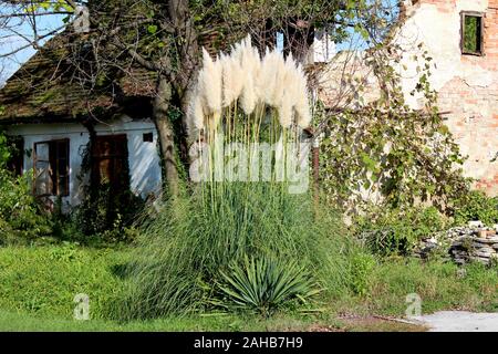 Erba di Pampas o Cortaderia selloana pianta perenne fiorente che cresce in  forma della boccola grande con foglie verdi lunghe e sottili con bordi  affilati Foto stock - Alamy