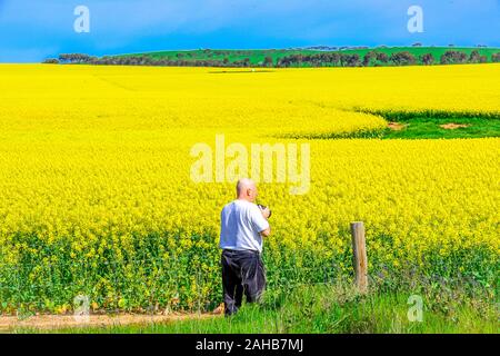 La Canola campi nel sud-ovest del Nuovo Galles del Sud sono bello in primavera con il loro colore giallo brillante fiori Foto Stock