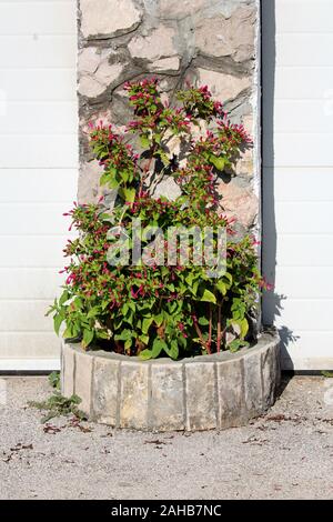 La meraviglia del Perù o Mirabilis Jalapa o quattro oclock fiore o la bellezza della notte o rivestire di molti colori a lungo vissuto perenni Piante di erbe Foto Stock