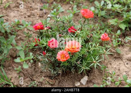 Moss rose o Portulaca grandiflora o Rose moss o dieci oclock o Messicana di rose o il Vietnam rosa o rosa di sole o Rock rose o Moss purslane rose Foto Stock