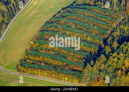 Fotografia aerea, bosco misto a Hennesee vicino Mülsborn, motivo rigato, righe colorate, foresta mista e la protezione delle foreste, fogliame autunnale, righe di t Foto Stock