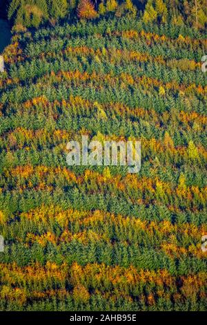 Fotografia aerea, bosco misto a Hennesee vicino Mülsborn, motivo rigato, righe colorate, foresta mista e la protezione delle foreste, fogliame autunnale, righe di t Foto Stock