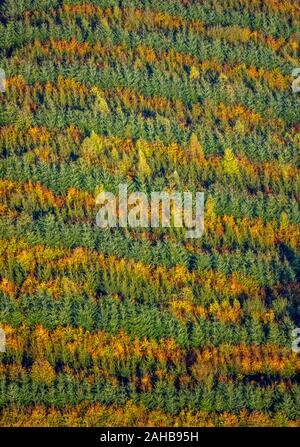 Fotografia aerea, bosco misto a Hennesee vicino Mülsborn, motivo rigato, righe colorate, foresta mista e la protezione delle foreste, fogliame autunnale, righe di t Foto Stock