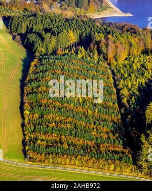 Fotografia aerea, bosco misto a Hennesee vicino Mülsborn, motivo rigato, righe colorate, foresta mista e la protezione delle foreste, fogliame autunnale, righe di t Foto Stock