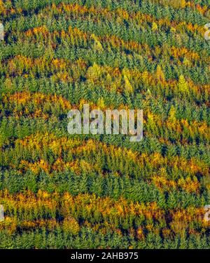 Fotografia aerea, bosco misto a Hennesee vicino Mülsborn, motivo rigato, righe colorate, foresta mista e la protezione delle foreste, fogliame autunnale, righe di t Foto Stock