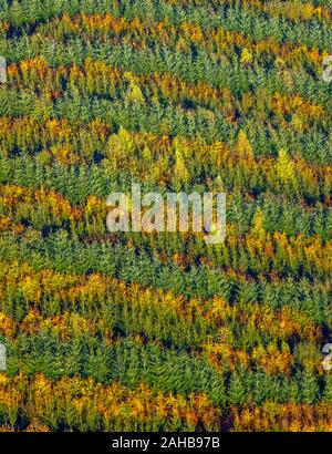 Fotografia aerea, bosco misto a Hennesee vicino Mülsborn, motivo rigato, righe colorate, foresta mista e la protezione delle foreste, fogliame autunnale, righe di t Foto Stock