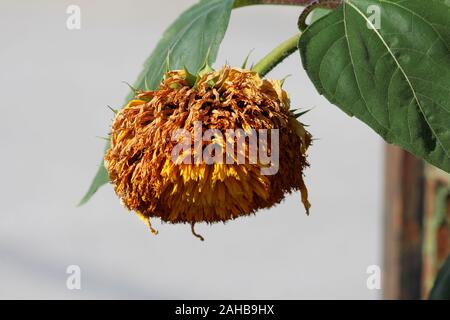 Vista laterale dei semi di girasole orsacchiotto o Helianthus annuus orsacchiotto pianta annuale con grande aperto e raggrinzito denso cuscino soffice come golden Foto Stock