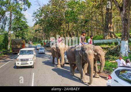 Scena di strada in Kaziranga, Assam, India: il lavoro elefanti indiani con le loro mahout a piedi lungo una strada trafficata tra il traffico Foto Stock