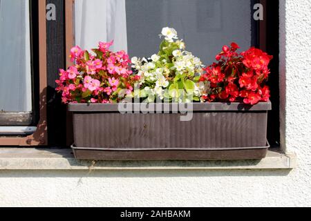 Varie Begonia perenne fioritura delle piante ornamentali con rosa bianco fiori di colore rosso e giallo centro piantate in plastica vaso di fiori sulla casa di famiglia Foto Stock