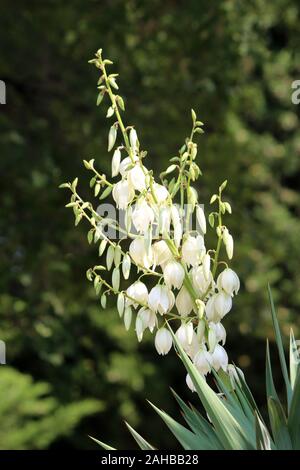 Yucca arbusto perenne con singolo stelo pieno di terminale di grandi orecchie di aprire completamente bianca fioritura e fiori che crescono in locale home garden Foto Stock