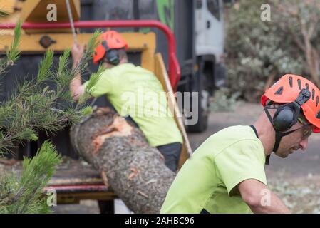Sydney Aust Nov 26 2019: una improvvisa tempesta strappato attraverso la periferia a nord di Sydney scatto enormi alberi in corrispondenza della loro base. Questo è St Johns Chiesa, Gordon Foto Stock