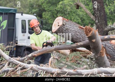 Sydney Aust Nov 26 2019: una improvvisa tempesta strappato attraverso la periferia a nord di Sydney scatto enormi alberi in corrispondenza della loro base. Questo è St Johns Chiesa, Gordon Foto Stock