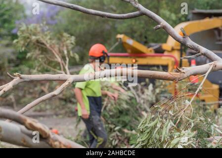 Sydney Aust Nov 26 2019: una improvvisa tempesta strappato attraverso la periferia a nord di Sydney scatto enormi alberi in corrispondenza della loro base. Questo è St Johns Chiesa, Gordon Foto Stock