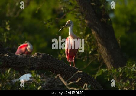 Un Roseate Spoonbill in piedi da solo su di un lembo di albero inondate di luce calda del pomeriggio. Foto Stock