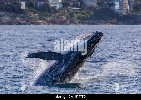 I capretti Humpback Whale violare off Bondi, Sydney's sobborghi orientali, Sydney, Australia Foto Stock