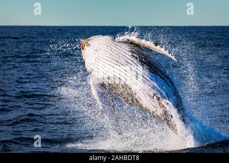 I capretti Humpback Whale violare davanti al nostro whale watching bow, Sydney Australia Foto Stock