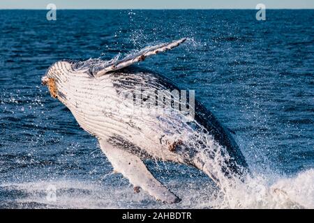 I capretti Humpback Whale violare davanti al nostro whale watching bow, Sydney Australia Foto Stock