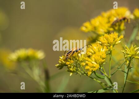 Soldato oro Beetle sui fiori Goldentop Foto Stock