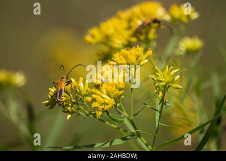 Soldato oro Beetle sui fiori Goldentop Foto Stock