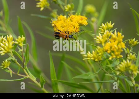 Soldato oro Beetle sui fiori Goldentop Foto Stock