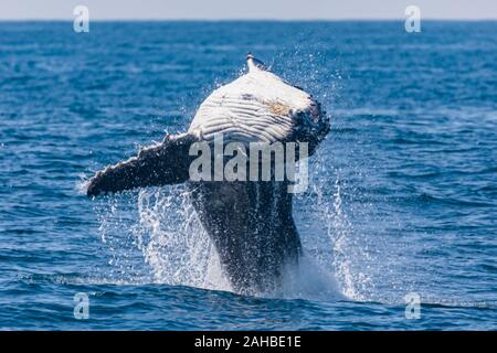 I capretti Humpback Whale violando il principio di testa su Vista, Sydney, Australia Foto Stock