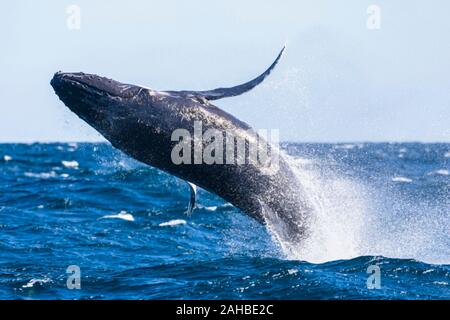 I capretti Humpback Whale violare in condizioni ventose, Sydney, Australia Foto Stock