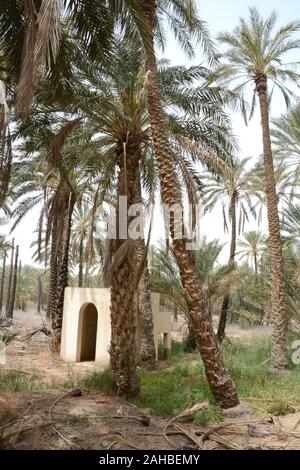 Un capannone in cemento in una foresta di palme e oasi nel deserto del Sahara vicino alla città di Tozeur, nella regione di Jerid, nella Tunisia meridionale. Foto Stock