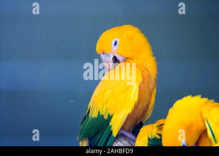 Gruppo di simpatici animali pappagalli Sun Conure (Aratinga solstitialis) appollaiato sul log Foto Stock