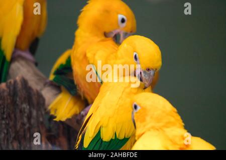 Gruppo di simpatici animali pappagalli Sun Conure (Aratinga solstitialis) appollaiato sul log Foto Stock