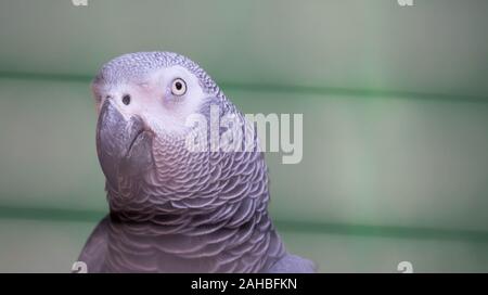 Un pappagallo grigio africano - Psittacus erithacus in un verde sfondo sfocato Foto Stock