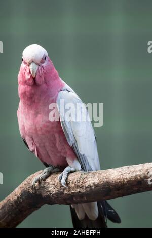 Galah, Eolophus roseicapilla, noto anche come la rosa-breasted Cockatoo. Seduto su di un ramo Foto Stock