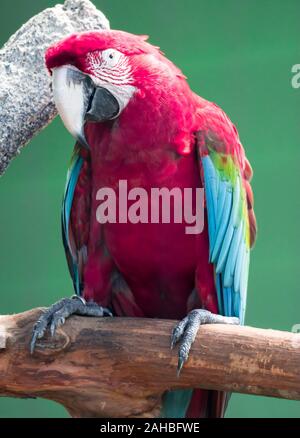 Un Scarlett Macaw bird parrot guardando curioso Foto Stock