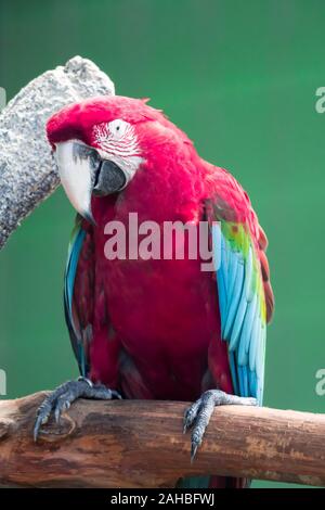 Un Scarlett Macaw bird parrot guardando curioso Foto Stock