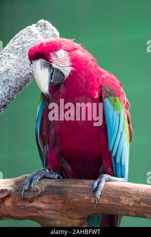 Un Scarlett Macaw bird parrot guardando curioso Foto Stock