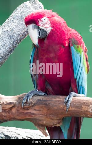 Un Scarlett Macaw bird parrot guardando curioso Foto Stock