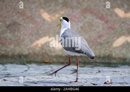 Masked pavoncella Vanellus (miglia), a cui viene comunemente fatto riferimento come ad un plover e ben noto per la sua piomba di difesa del suo nido. Foto Stock