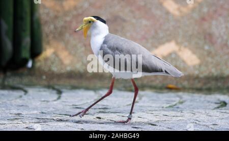 Masked pavoncella Vanellus (miglia), a cui viene comunemente fatto riferimento come ad un plover e ben noto per la sua piomba di difesa del suo nido. Foto Stock