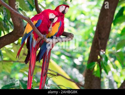 Paio di Scarlett Macaw bird parrot guardando curioso Foto Stock