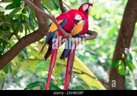 Paio di Scarlett Macaw bird parrot guardando curioso Foto Stock