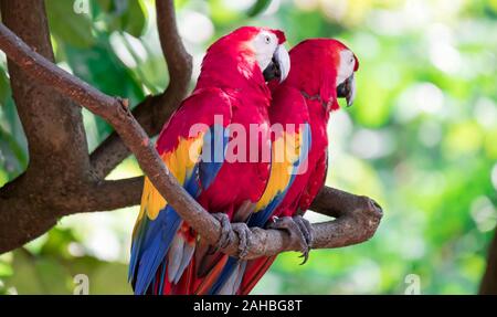 Paio di Scarlett Macaw bird parrot guardando curioso Foto Stock