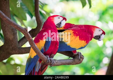 Paio di Scarlett Macaw bird parrot guardando curioso Foto Stock