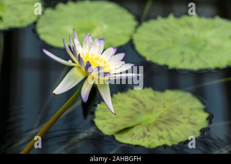 Acqua Giglio Fiore e foglie nel giardino botanico di Kew Gardens, Londra Foto Stock