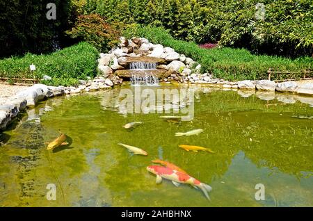 Prato tranquillo giapponesi con pesci koi in esso. Piccolo giardino privato in Francia Foto Stock