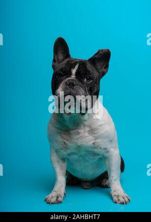 Bulldog francese guardando la telecamera seduto su sfondo blu Foto Stock