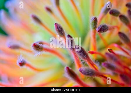 Vista ravvicinata della Protea stame Foto Stock