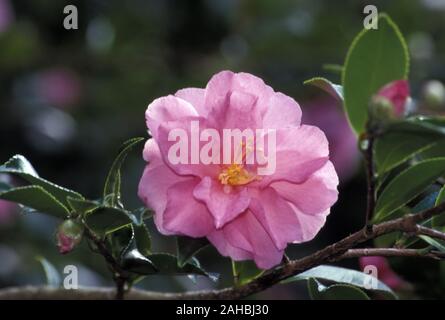 CLOSE-UP DI UNA Pink Camellia Flower. Camelia arbusti/alberi sempreverdi e di solito crescono ad una velocità rapida. Foto Stock