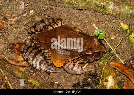 Smokey Jungle Frog Foto Stock