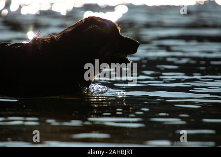 Close up di simili cane pastore australiano giocando in acqua divertendosi nel fiume con la sua pelliccia nera bagnata in acqua Foto Stock