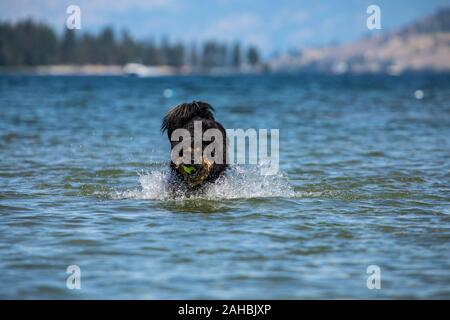 Bello cane simile al pastore australiano che corre nelle acque del lago blu con la sua piccola sfera nella sua bocca Foto Stock